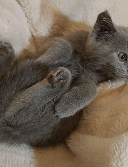 BKH Kitten suchen liebevolle Zuhause - Stuttgart