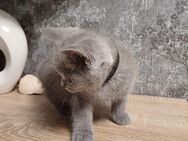 Bkh Britische kurzhaar kitten Mädchen - Stadtallendorf