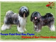 WURFANKÜNDIGUNG Kirsei-Kra Tibet Terrier Welpen ( VDH / ILT ) - Scheuerfeld