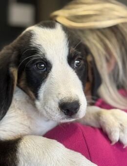 Luzy sucht ihre Menschen - München