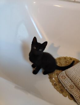 Kitten Babys - Hamburg Altona
