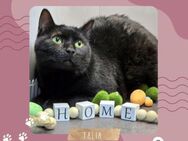 Katze Talia möchte Dein Herz erobern - Lalendorf