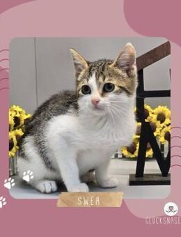 Katzenmädchen Swea sucht Ihre Dosis - Lalendorf