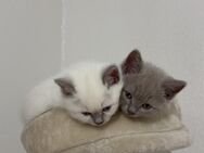 BKH Katzen Babys 11.07 abzugeben - Wöllstein