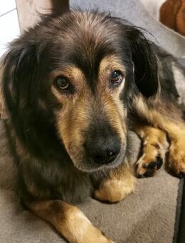 Zordon sucht sein für immer Zuhause!! - Bünde Zentrum