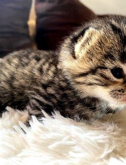 Wunderschöne Kitten Kätzchen Katzenbabies - Zell