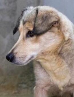 Umi - bezauberne Hündin - Kallmünz