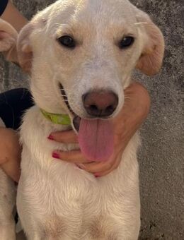 Noah 💙bereit für ein eigenes Zuhause - Bad Karlshafen