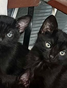 Katzenkitten , Katzenbabys - Haslach (Kinzigtal)