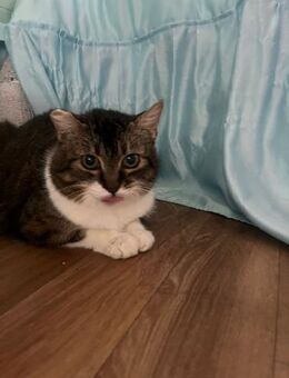 BEA, w., kastr., EHK, geb. 2022 - Sipplingen