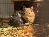 Degus mit zubehör zu Verkaufen - Lahnau