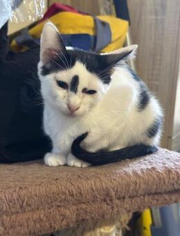 Mia aus dem Tierschutz - Grevenbroich