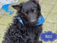 Mario ein sanfter wundervoller Rüde - Mannheim