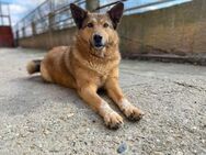 Molly- auf der Suche nach ihrem Menschen - Rostock