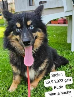 STOjAHN ❤️ mit den eisblauen Augen - Mylau