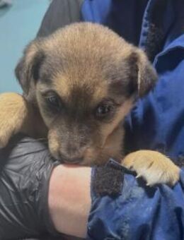 lieber, süßer Welpe Krümel - Kallmünz