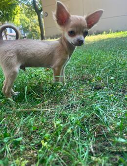 Chihuahua Welpe - Paderborn