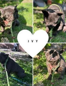 IVY PP Tolles Mädchen sucht Geborgenheit - Neustadt (Rübenberge)