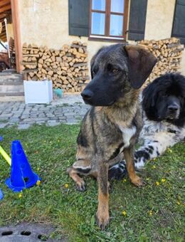 💙Tony💙sucht seine Menschen 🐾💙🐾 - Freilassing