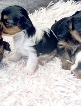 Reinrassige Mini Yorkshire Terrier Black&Tan&Biewer - Münster (Hessen)
