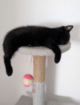 Babykater zu vermitteln - Leinach