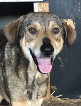 Cooper ist ein Rohdiamant 🐾 - Elsdorf (Nordrhein-Westfalen)