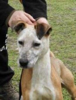 Zserbo - geb. 01/2020 - Remagen