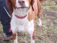 💙Merlin💙sucht eine liebe Familie💙🐾 - Freilassing