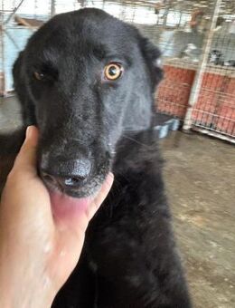 SENTA - schwarze, freundliche Schönheit! - Korschenbroich