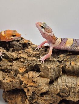 Super süße Leopardgeckos 2025 super Zahm - Jüchen
