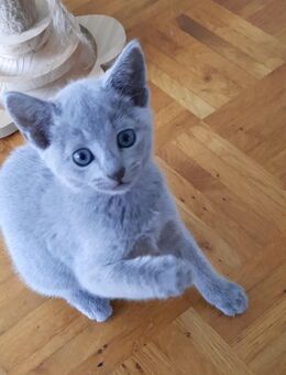 Russisch blau kitten - Hünstetten