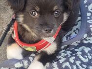 Chihuahua Mix - Hamburg Altona