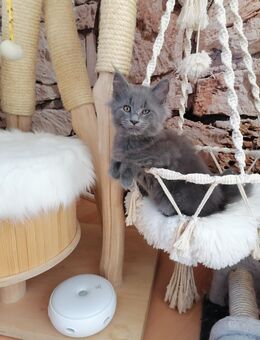 Maine Coon Katerchen - Beerfelden