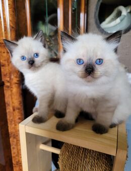 Siam-Kitten - Stolberg (Rheinland, Kupferstadt)