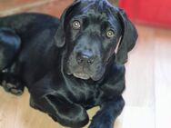 Cane Corso/ Weimaraner Mix - Halberstadt