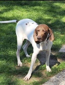 CANDY, w., kastr., Pointer-Mix, 60 cm - Sipplingen