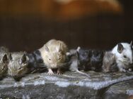 Degu Babys in Creme, Agouti, Blau und gescheckt - Oberhausen