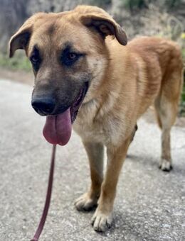 Ares sucht sein Traumzuhause - Grevenbroich