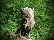 American Bully Deckrüde - Chemnitz