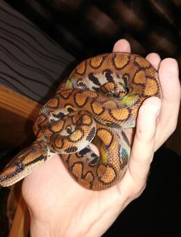 Regenbogen Boa Epicrates c. cenchria - Glandorf