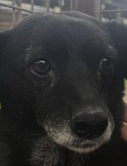 TRUDI bezaubernde, schlanke Hündin,50cm - Rösrath