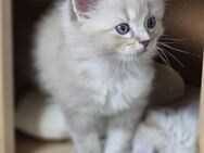 Ragdoll-Kitten - Breitungen (Werra)
