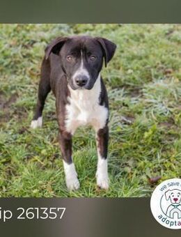 Chip 261357: Hundekind sucht ein Zuhause - Kirchzell