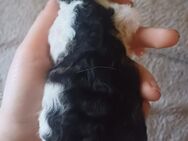 Kitten suchen neues zuhause! :) - Minden Leteln