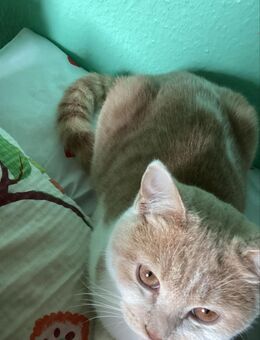 BKH Kater abzugeben - Köln