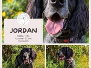 Jordan: Gute-Laune-Hund sucht Zuhause - Brühl (Nordrhein-Westfalen)