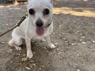 Kleine Chihuahuadame Lilou sucht# - Essen