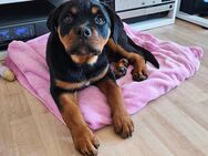 Weiblicher Rottweiler Welpe geboren am 27.10.24 abzugeben!