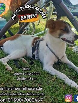 BARNEY - Kinder und Katzen sind toll! - Waakirchen