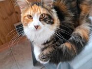 Schmusige Maine Coon Jungkatze - Bobingen